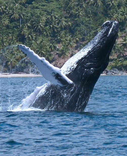 Samana Whale Watching Tour at Low Price!