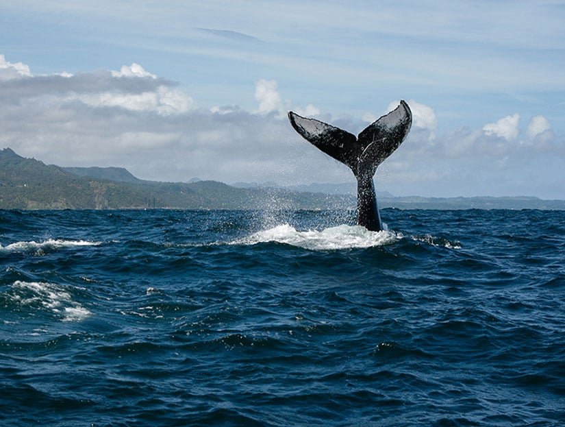 Humpback Whale Watching Tour in Samana Dominican Republic.