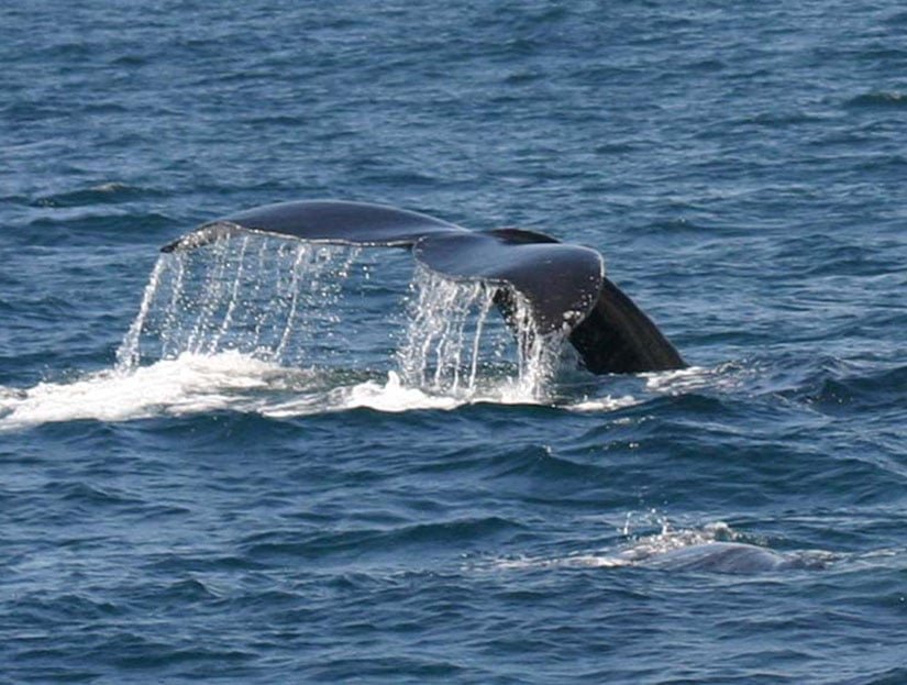 Best Whale Watching Observation Tour in Samana Dominican Republic.