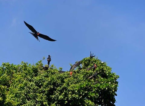 Bird watching in Los Haitises National Park Tour from Samana Dominican Republic.