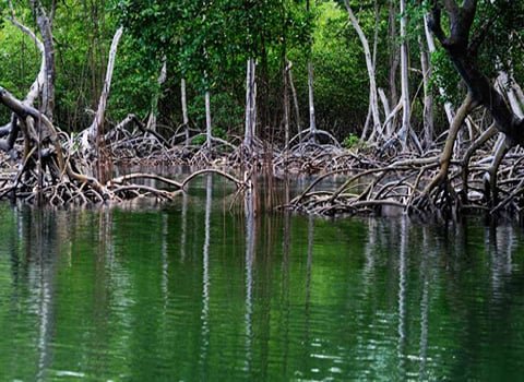 Mangroves of Los Haitises National Park Tour from Samana Dominican Republic.