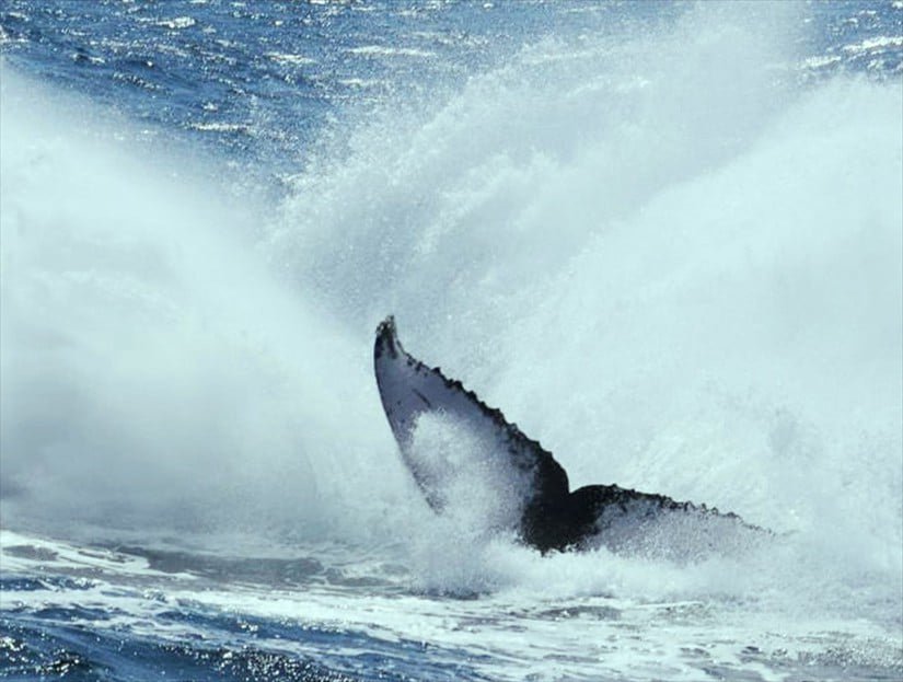 Samana Whale Watching Tour in Dominican Republic.