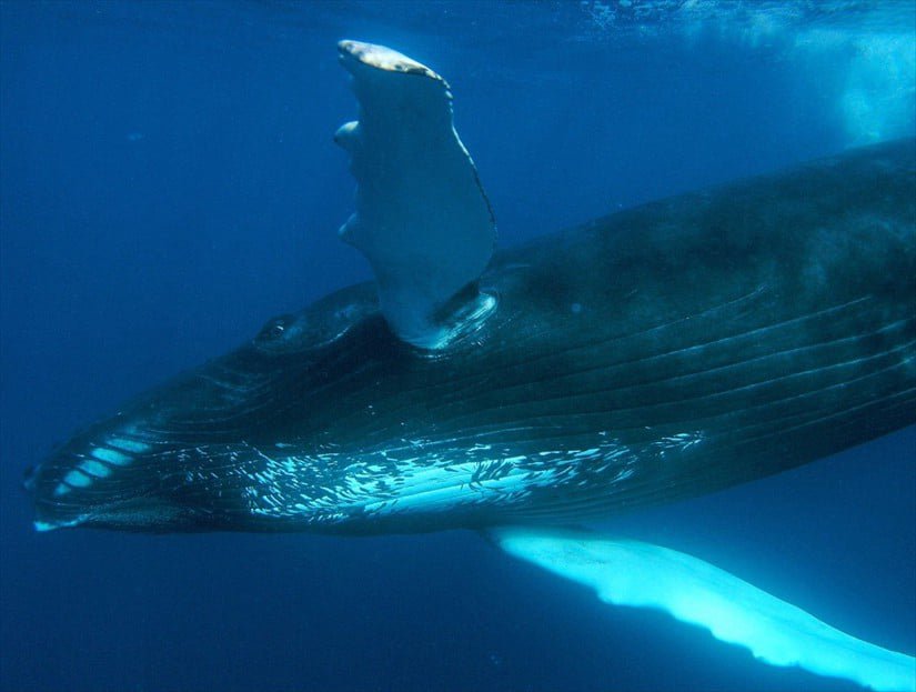 TOP Whale Watching Tour Samana Dominican Republic.